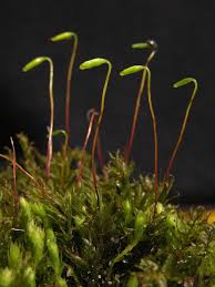 Attēlu rezultāti vaicājumam “Mnium stellare”