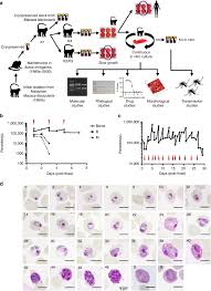 Attēlu rezultāti vaicājumam “Diachea muscorum plasmodium”