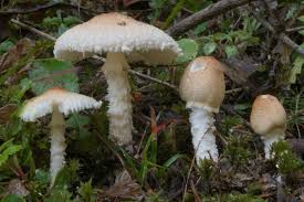 Attēlu rezultāti vaicājumam “Lepiota clypeolaria”