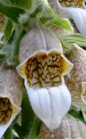 Image result for Digitalis lanata