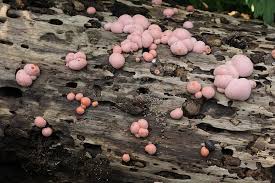 Attēlu rezultāti vaicājumam “Lycogala sphaeroconicum macro”