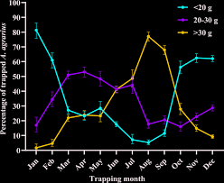 Attēlu rezultāti vaicājumam “Apodemus agrarius”