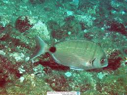 Image result for Diplodus helenae