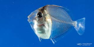 Image result for Acanthurus xanthopterus