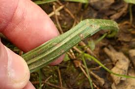 Attēlu rezultāti vaicājumam “Gagea lutea leaf”