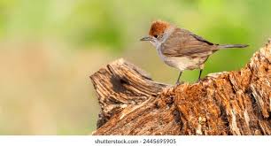 Attēlu rezultāti vaicājumam “Sylvia atricapilla”