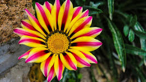 Image result for Gazanien