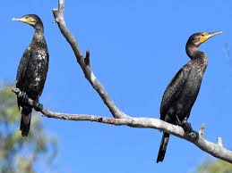Attēlu rezultāti vaicājumam “Phalacrocorax carbo adult”