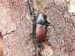 Attēlu rezultāti vaicājumam “Scolytus scolytus, Scolytus multistriatus”