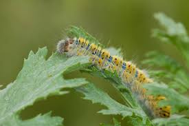 Attēlu rezultāti vaicājumam “Lasiocampa trifolii”