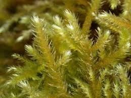 Attēlu rezultāti vaicājumam “Eurhynchiastrum pulchellum”