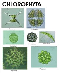 Attēlu rezultāti vaicājumam “Chlorophyta”