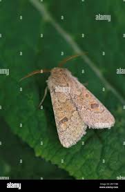 Attēlu rezultāti vaicājumam “Orthosia miniosa imago”