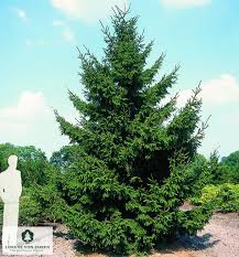 Attēlu rezultāti vaicājumam “Picea orientalis”