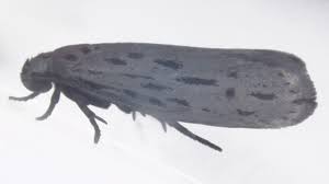 Attēlu rezultāti vaicājumam “Depressariidae”