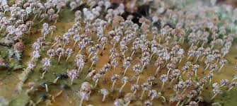 Attēlu rezultāti vaicājumam “Cribraria cancellata var. fusca”