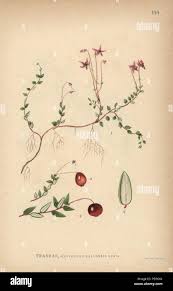 Attēlu rezultāti vaicājumam “Oxycoccus flower”