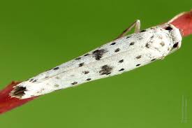 Attēlu rezultāti vaicājumam “Yponomeuta plumbella”