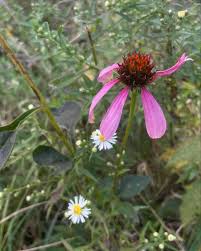 Attēlu rezultāti vaicājumam “Echinacea purpurea leaf”