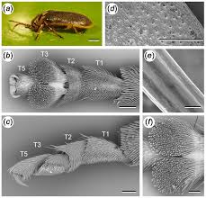 Attēlu rezultāti vaicājumam “Galerucella nymphaeae”