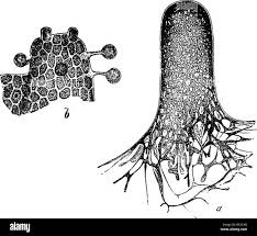 Attēlu rezultāti vaicājumam “Oligonema sp.”
