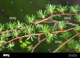Attēlu rezultāti vaicājumam “Larix kaempferi leaf”