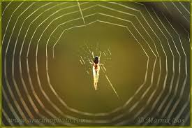 Attēlu rezultāti vaicājumam “Metellina segmentata”