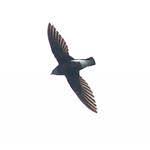 Image result for Hirundapus caudacutus