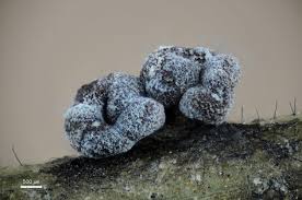 Attēlu rezultāti vaicājumam “Didymium melanospermum stalked”