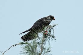 Image result for Falco amurensis