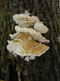 Attēlu rezultāti vaicājumam “Plicatura nivea”