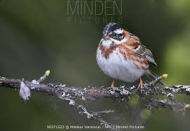 Image result for Emberiza rustica