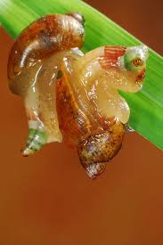 Attēlu rezultāti vaicājumam “Leucochloridium paradoxum”