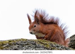 Attēlu rezultāti vaicājumam “Sciurus vulgaris”