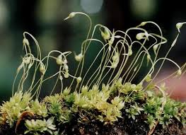 Attēlu rezultāti vaicājumam “Funaria hygrometrica”