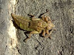 Attēlu rezultāti vaicājumam “Gomphus flavipes”