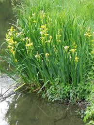 Attēlu rezultāti vaicājumam “Iris pseudacorus”