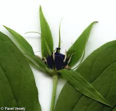 Attēlu rezultāti vaicājumam “Paris quadrifolia bud”