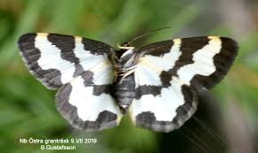 Attēlu rezultāti vaicājumam “Lomaspilis marginata”