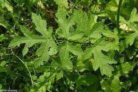 Attēlu rezultāti vaicājumam “Heracleum sphondylium subsp. sibiricum”