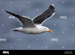 Attēlu rezultāti vaicājumam “Larus marinus adult”