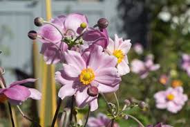 Image result for Anemonenarten