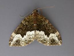 Attēlu rezultāti vaicājumam “Euphyia unangulata”