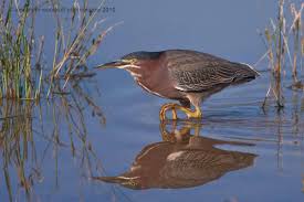 Image result for Butorides virescens