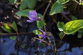 Attēlu rezultāti vaicājumam “Viola uliginosa”