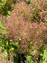 Attēlu rezultāti vaicājumam “Diderma cingulatum young”