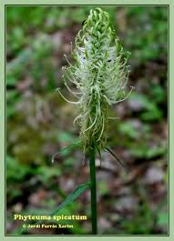 Attēlu rezultāti vaicājumam “Phyteuma spicatum fruit”