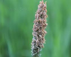 Attēlu rezultāti vaicājumam “Alopecurus pratensis flower”