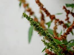 Attēlu rezultāti vaicājumam “Rumex obtusifolius fruit”