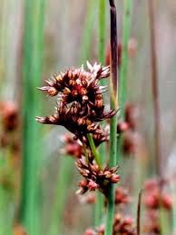 Attēlu rezultāti vaicājumam “Juncaceae”